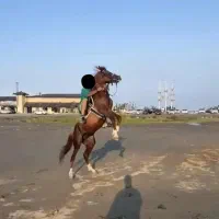 اسب نژاد عرب ایرانی اصیل مصری خالص