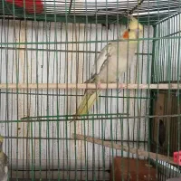 پرنده
