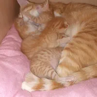 واگذاری گربه خوشگل رایگان.