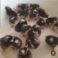 جوجه آمروک