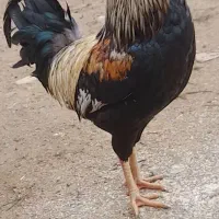 فروشی خروس