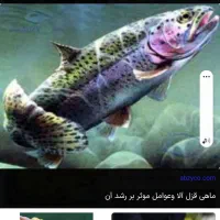 ماهیگیری غزل الا