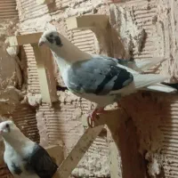 کفتر