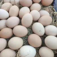 تخم مرغ اصیل محلی