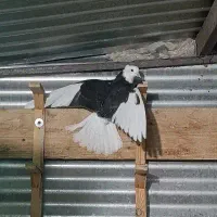 ابلغ