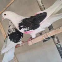 کفتر و خروس. لاری