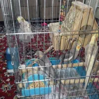 عروس هلندی