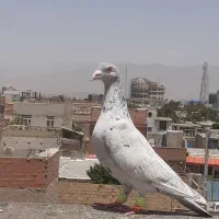 کفترسار نر