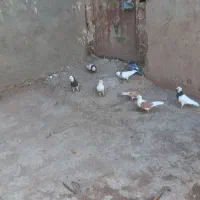 ۹ عدد کفتر رنگه معاوضه با مرغ