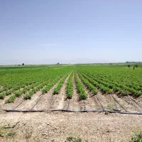 جذب مشاور فروش و کارشناس کشاورزی