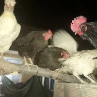 ۳عدد مرغ سلطان ویک خروس سلطان