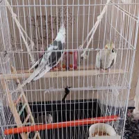 یه جفت عروس هلندی نروماده