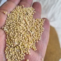 انواع ارزن ریزاراکی،جیرفت،خارجی،بومی،