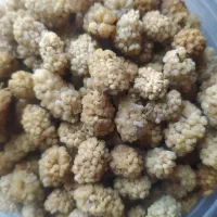 توت درجه یک