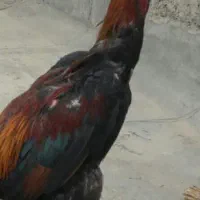 خروس و مرغ اوشامو