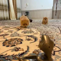 سگ پامر روباهی اصل