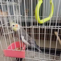 عروس هلندی معاوضه