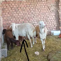 فروش قوچ شیشک