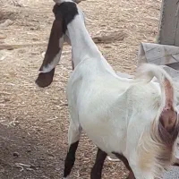 بز گلابی آبستن