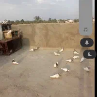 ۵۰تابازیکن طوقی کله ای
