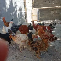 خروس. مرغ 6ماهه محلی