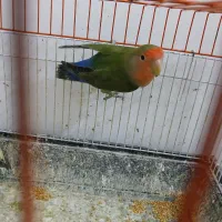 کوتوله فیشر سبز