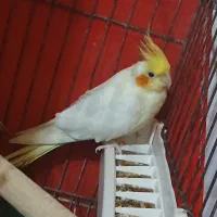 عروس هلندی