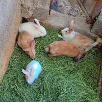 خرگوش حدود40تا کوچیک وبزرگ