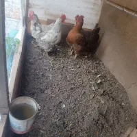 مرغ تخم گذار