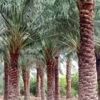 بن برداری و هرس نغل زدن چاه سرویس بهداشتی درمنوجان
