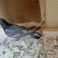 کفتر تهرانی، پلاکی و پاکستانی