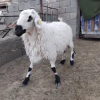 قوچ همو دوقلوزا