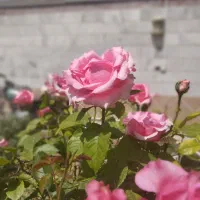 میوه
