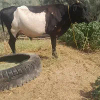 جلب هلشتاین