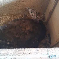 فروش بوقلمون کرچ با ۹ تخم ۱۹ روزه خوابیده