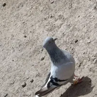 سبز دم سفید ماده