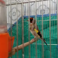 سهره بهاره