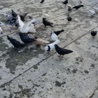 کبوتر نامه‌بر و دمبی‌