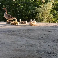 ۸ عدد غاز کوچیک متوسط و بزرگ
