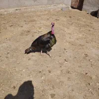بوقلمون نر محلی