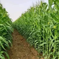 بذر ذرت کشت و صنعت جوین