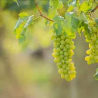 فروش باغ انگور درختان گردو