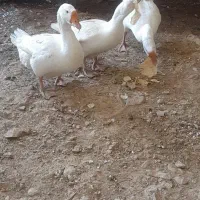 قوغاز