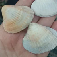 صدف دریایی
