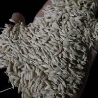 جو محلی درجه 1