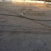 کبوتر طوقی