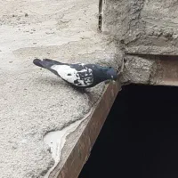 تندیس‌کبوتر