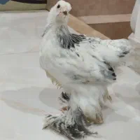 نیمچه برهما