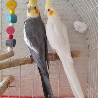 جفت عروس هلندی