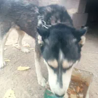 سگ هاسکی ماده